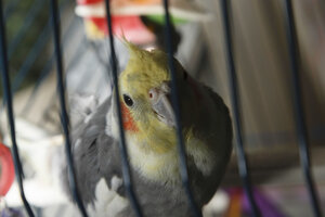 Nieuwsgierige valkparkiet in kooi