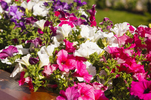 Levendige petunia's bloeien in Italiaanse tuin