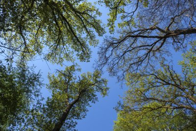 Looking up at the vibrant canopy of trees under a clear blue sky