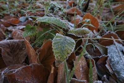 Bevroren bladeren in de ochtend