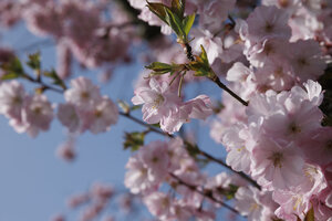 Roze kersenbloesem in Zevenbergen, lente