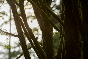 Zonlicht door mosbegroeid bos