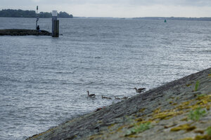 Eenden bij rotsachtige wateroevers