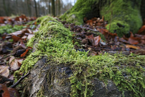 Herfst naar winter in het stille bos