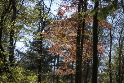 Vibrant colors of early spring emerge in a tranquil forest with