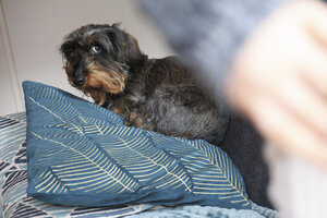 Dachshund resting on a blue cushion in a cozy indoor setting