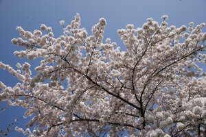 Vibrante kersenbloesemboom in volle bloei tegen helderblauwe lucht