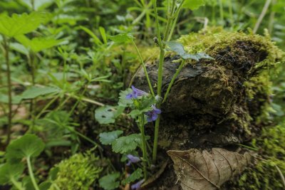 Wildflowers bloom amidst lush greenery in a serene forest settin
