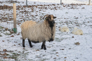 Winterpret op de kinderboerderij met schapen