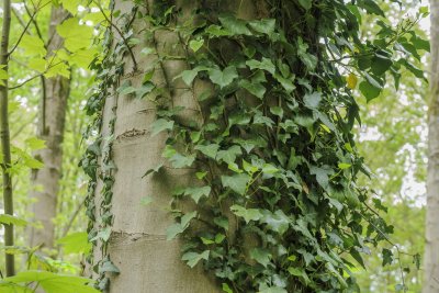 Lush green ivy climbing a tall tree in a serene forest environme