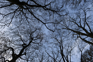 Overgang herfst naar winter onder kale boomkruinen