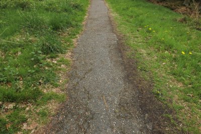 Lush green pathway through a tranquil nature area in early sprin