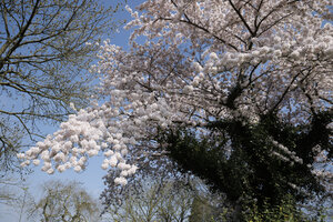 Bloeiende kersenboom in lentezon