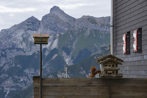 Eekhoorn bezoekt voederhuisje op Alpse berghutte