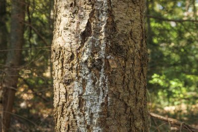 Unique texture and patterns of a tree bark in a lush forest on a
