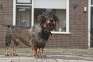 Kleine hond op stenen pad buiten een huis