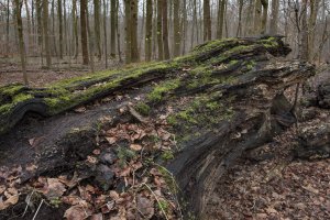 Omgevallen boom bedekt met mos in rustig bos