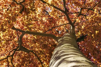 Vibrant autumn leaves create a stunning canopy in a serene fores