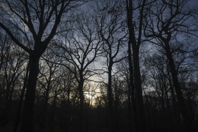 Schemering in het bos: overgang naar winter