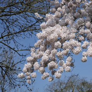 Bloeiende kersenbloesem in Zevenbergen