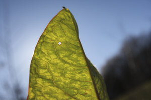 Close-up view of a sunlit leaf highlighting intricate vein patte