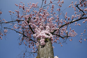Kersenbloesem in volle bloei onder blauwe lucht