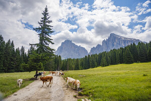 Grazende koeien op pad in Italiaanse Dolomieten