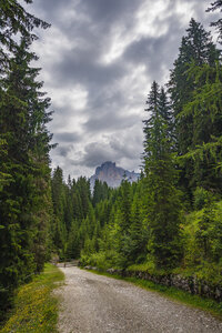 Schilderachtig bospad in de Italiaanse Alpen