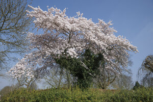 Bloeiende kersenboom in Noord-Brabant