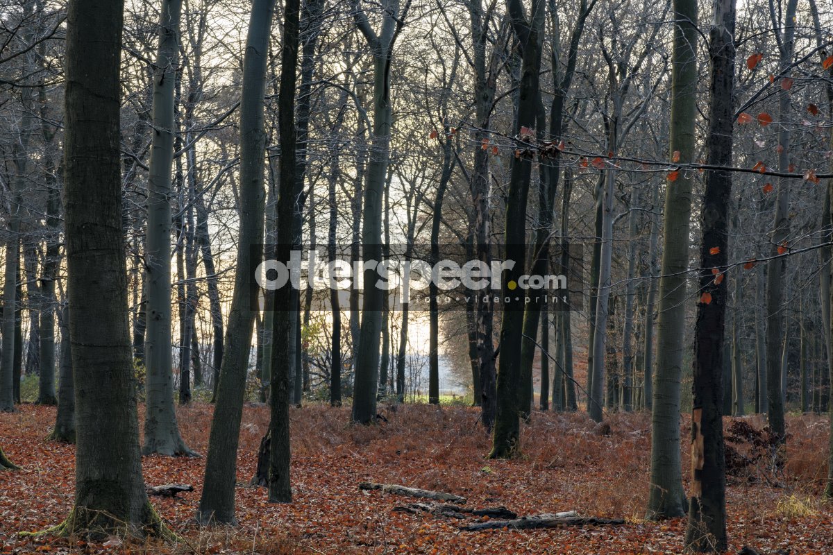Overgang herfst-winter in sereen bos
