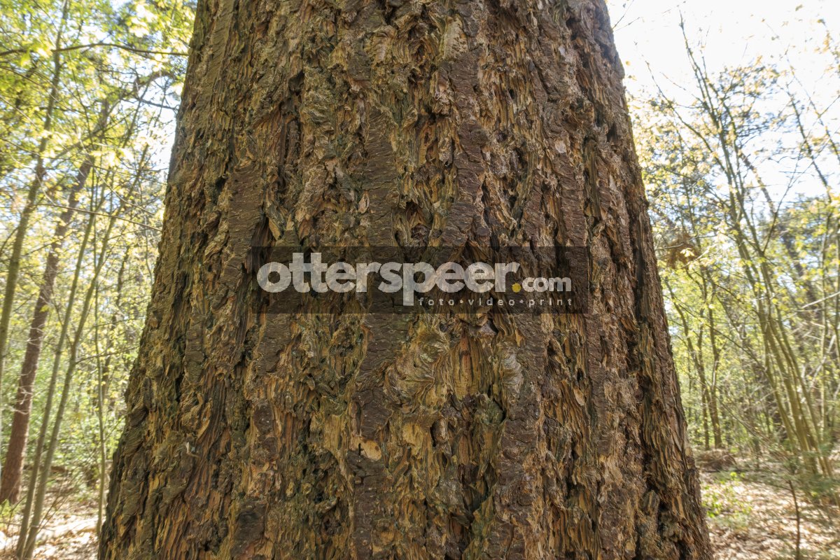Exploring the intricate bark texture of a large tree in a serene