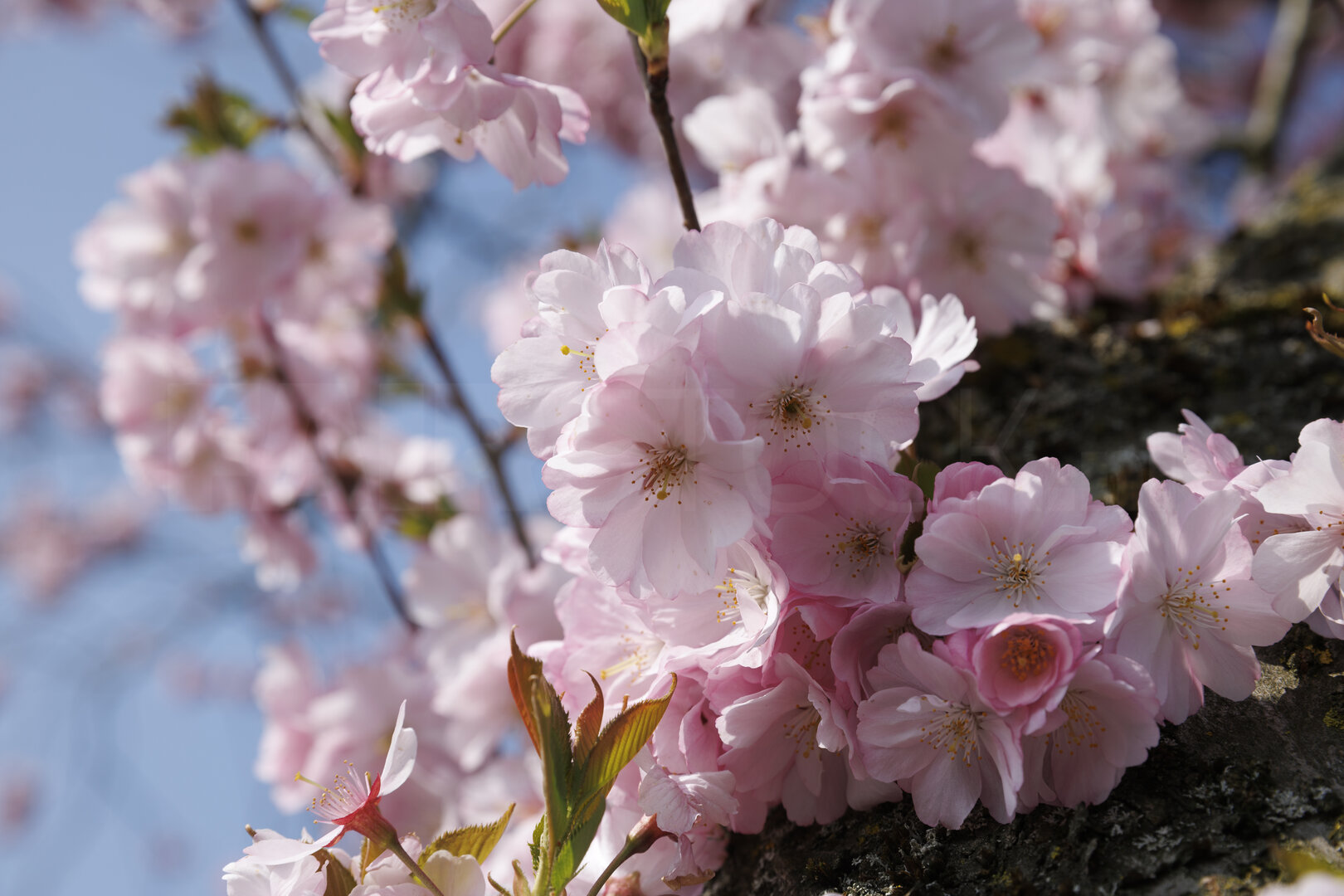 Roze kersenbloesem in volle bloei