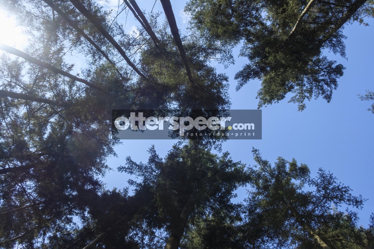 Tall trees reaching for the bright blue sky above in a serene fo