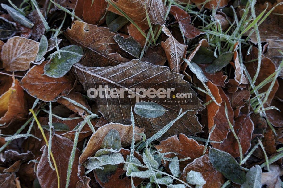 Bevroren herfstbladeren en gras in de vroege winter