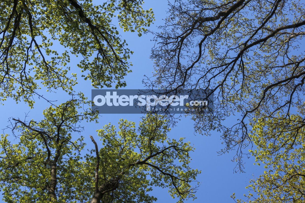 Bright green foliage contrasts against a clear blue sky in a vib
