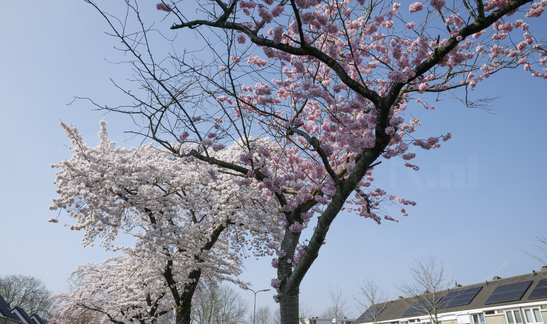 Kersenbloesem in Zevenbergen, Noord-Brabant