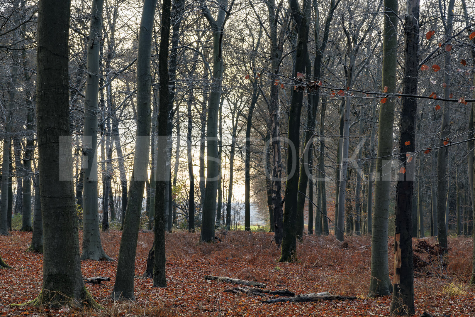 Herfst naar winter in een sereen bos