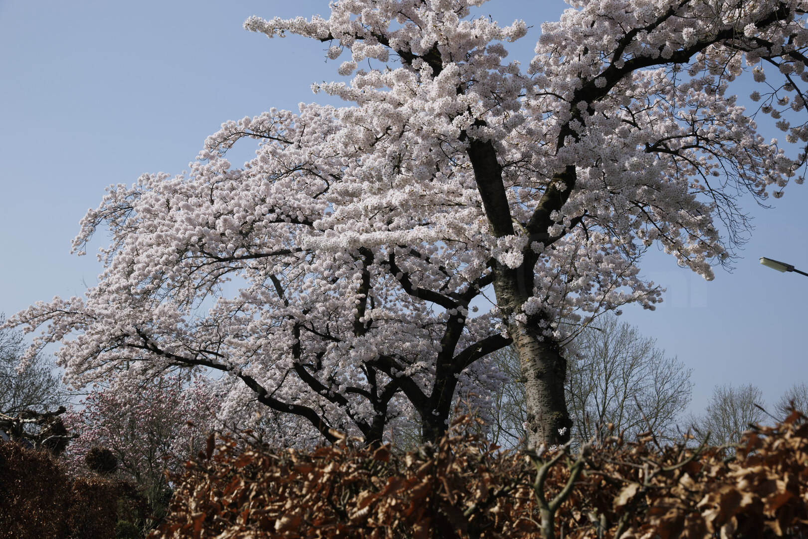 Bloeiende kersenbomen onder blauwe lucht in Zevenbergen