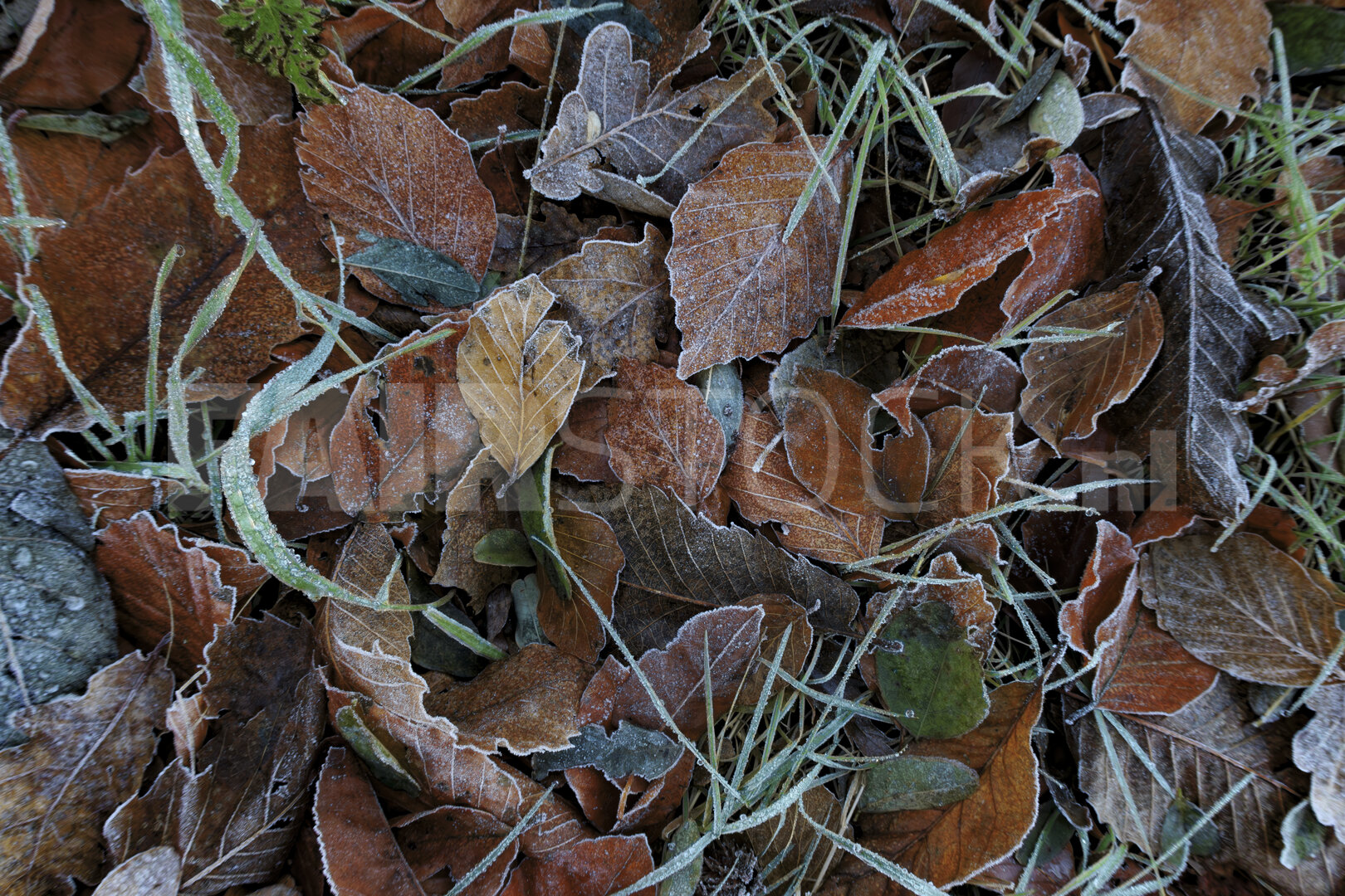 Overgang herfst naar winter met rijpbedekt vallend blad
