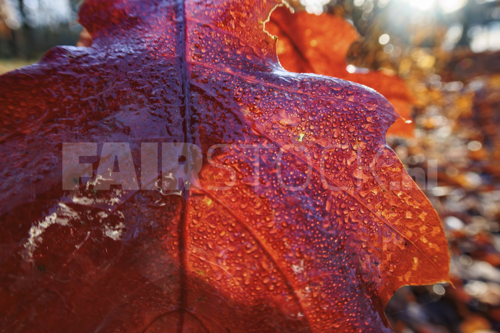 Herfst in volle glorie: seizoenwisseling in warm licht