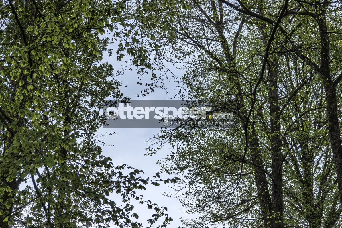 Sunlight filters through green leaves in a serene forest on a ca