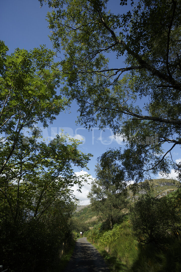 Vredevolle bosweg door groen landschap