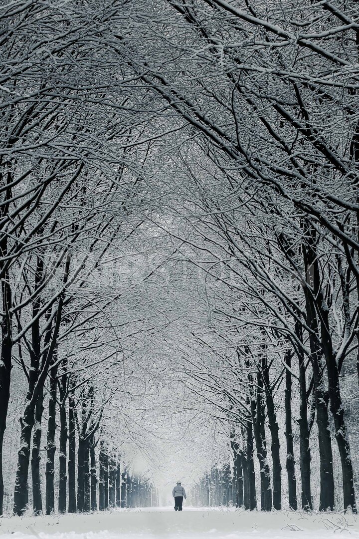 Winterwandeling door het Liesbos