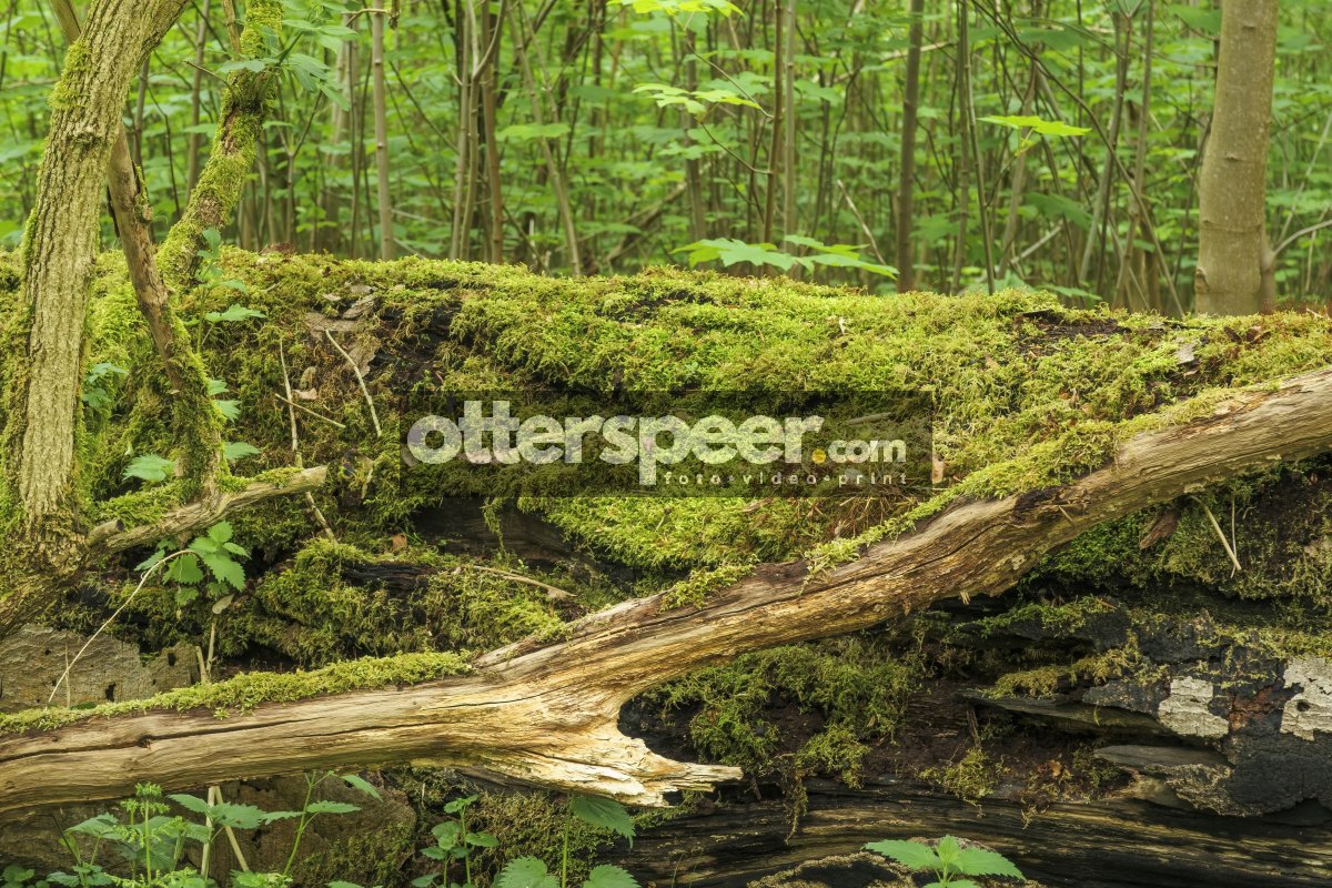 Lush green moss covering fallen tree trunk in a serene woodland