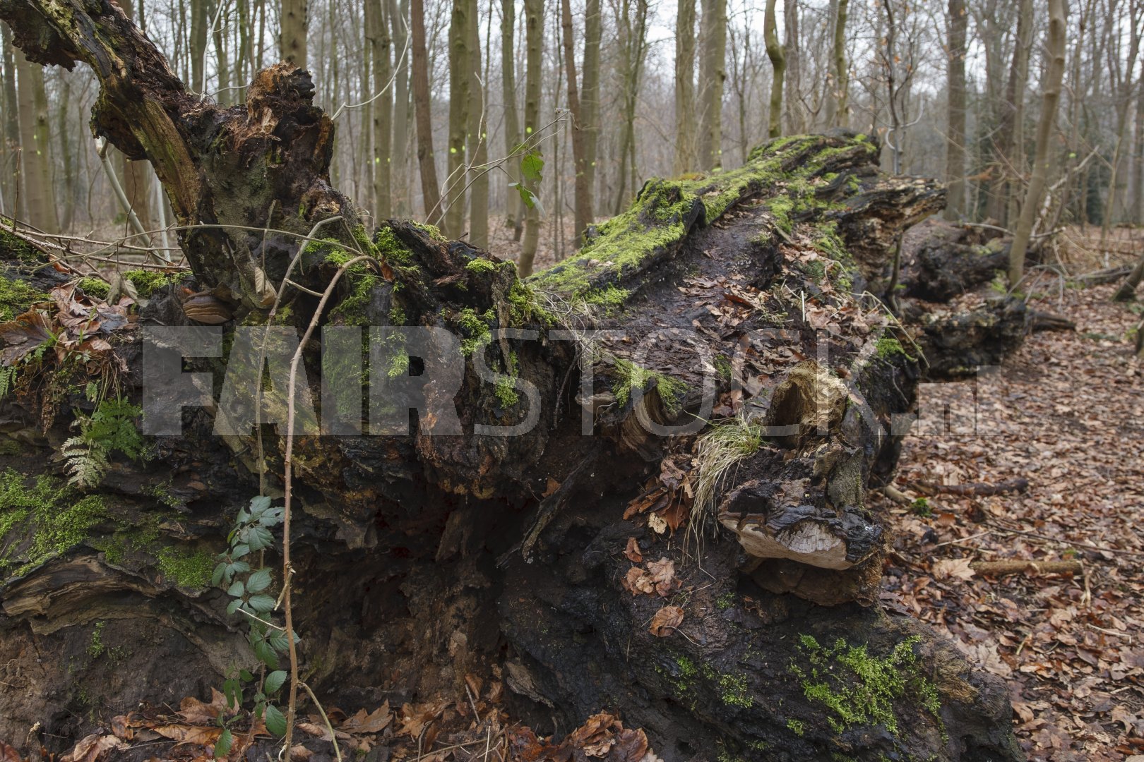 Oude boomstronk bedekt met mos in sereen bos