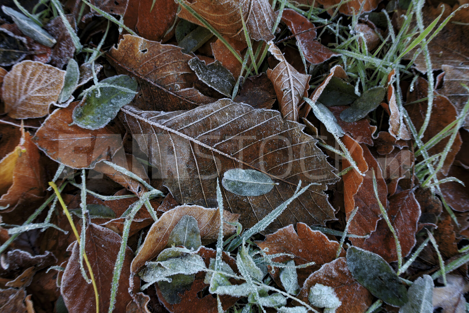 Rijp en bladeren markeren overgang naar winter
