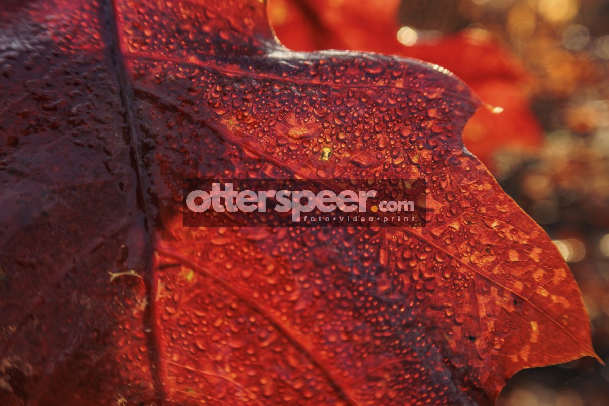 Glinsterend rood herfstblad met dauwdruppels