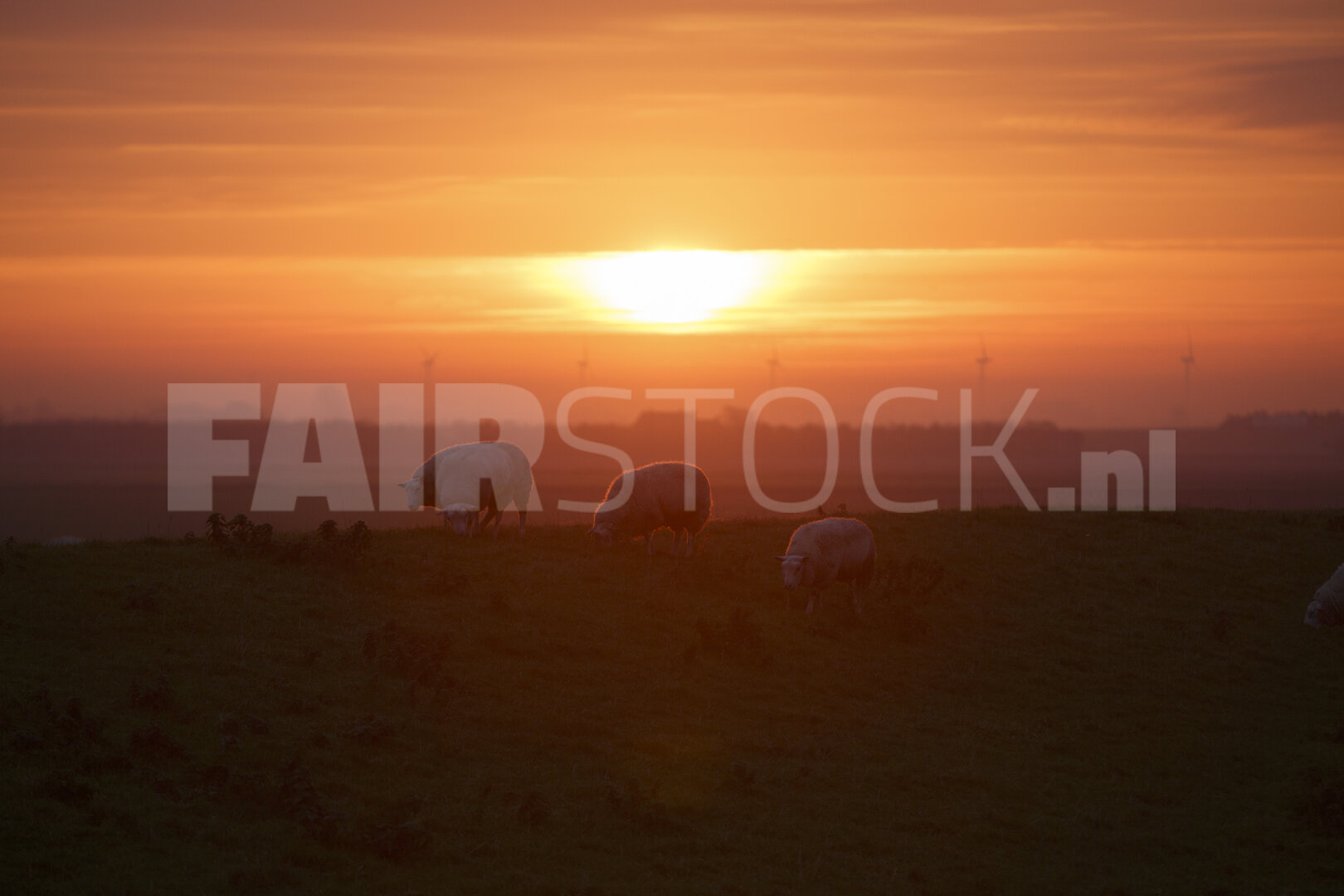 Schapen grazen bij zonsondergang