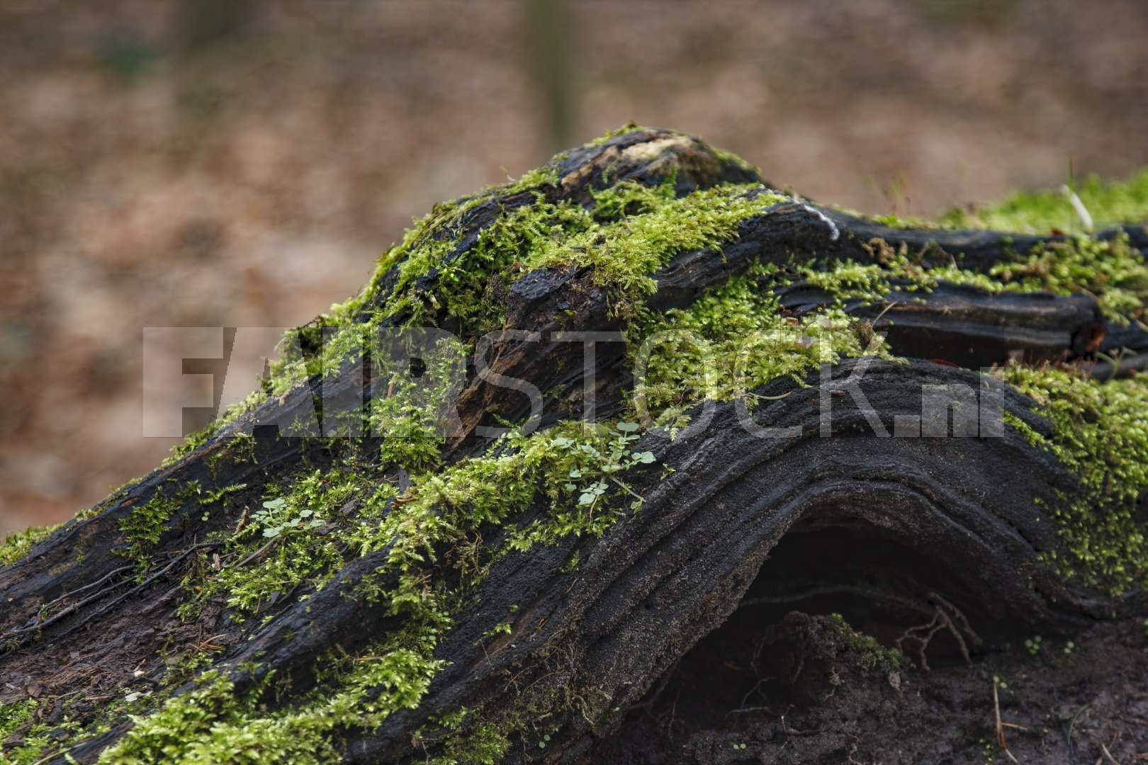 Mosbegroeide boomstam in herfstbos