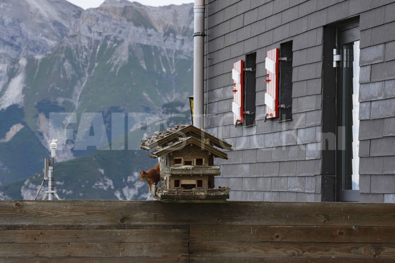 Eekhoorn bezoekt voederhuisje in Oostenrijkse Alpen